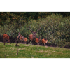 Meadow Deer Herd 000_8271_Nik_DxO