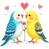 Budgie Bird Lover Budgies