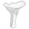 Girolles Champignons