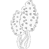 MORELS MUSHROOMS