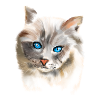 Blue Eyes Cat
