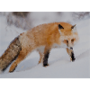 Renard dans la neige Aquarelle
