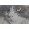 Cat portrait in glitch look