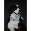 Mosaikhund mit buntem Halsband