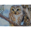 Nocturnal Owl Mosaic