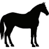 Horse in Black