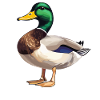 Ducks Duck