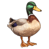Ducks Duck