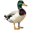 Ducks Duck