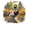 Ducks Duck