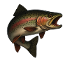 Fascinating trout by the water