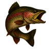 Fascinating rainbow trout illustration
