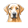 Labrador Kopfbild Illustration