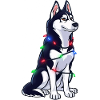 Husky with Christmas lights