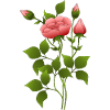 Fleur