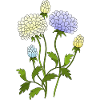 Fleur