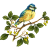 Bunter Vogel