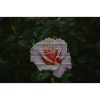 Rose mosaic in dark green