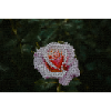 Rose mosaic in the night green