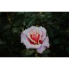 Rosen-Aquarell im Pixelstil