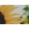 Sunflower Closeup Yellow Orange