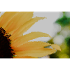 Sonnenblumen Wasserfarben