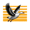 Funny Bird Goose