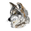 Wolfskopf Aquarellportrait