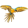 Yellow-blue parrot flight
