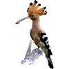 Flamboyant hoopoe with orange plumage