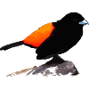 Black raven orange plumage