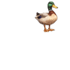 Canards Canard