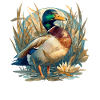 Canards Canard