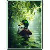 Ducks Duck