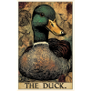 Ducks Duck