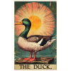 Ducks Duck