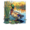 Ducks Duck