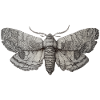 Millésime des papillons de nuit