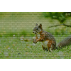 Squirrel Forest Pattern