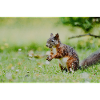 Squirrel Mosaic in the grass field
