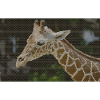 Giraffe with triangle pattern