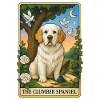 Clumber Spaniel