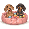 Cute Dachshunds - Dackel im Bällebad
