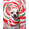 Candy Dog in Peppermix Background