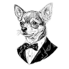 Chihuahua en smoking