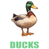Ducks Duck