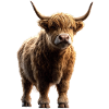 Lehmä Highland Cow Highland Cattle Cattle Farm lehmät