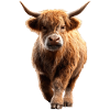 Mucca Highland Mucca Highland Bovini Bovini da fattoria