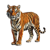 Tiger-Porträt im Aquarellstil