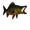 Detailed Pike Fish Illustration